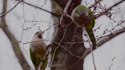 Three budgerigars sitting on a branch Stock-Footage 303153086