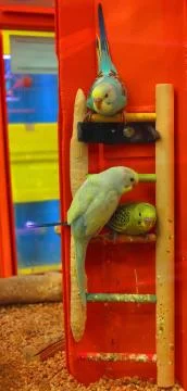 Three Budgies on perch 库存照片