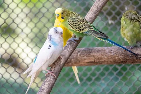 Three Budgies Perched on a Branch in a Zoo Enclosure Stock Photos
