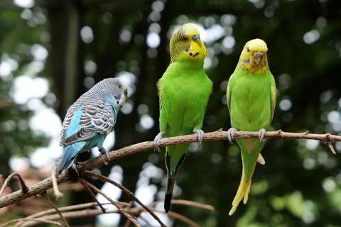 Three budgies perched on a small branch 库存照片
