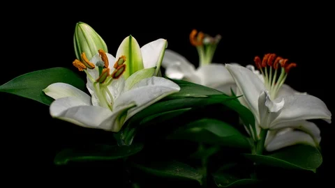 Three buds bloom one by one. White lilium blooming timelapse on black background Stock-Footage 114565084