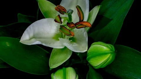 Three buds bloom one by one. White lilium blooming timelapse on black background Stock Footage 114583701