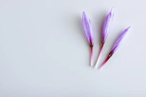 Three buds of saffron flower on a white background, a place for text. Copy sp Stock Photos