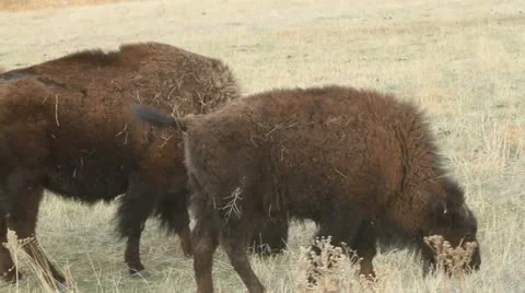 Three Buffalo graze as camera tracks Video stock 10887811