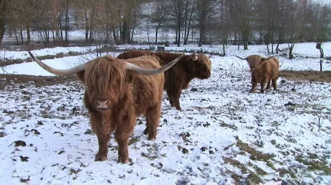 Three buffaloes in a winter zoo Vídeo Stock 306692