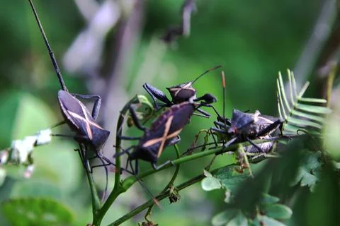 Three bugs are on a leaf Stock Photos