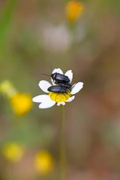 Three bugs sitting on a wild flower macro portrait fifty megapixels Stock Photos
