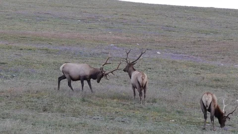 Three bull elk in velvet interact and mock spar,  v4 Stock Footage 73580746
