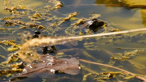 Three bullfrogs Stock Footage 105089898