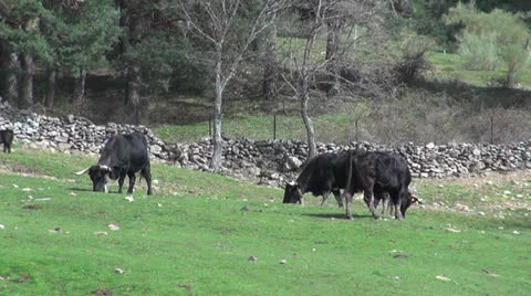 Three bulls 30 Stock Footage 22983639