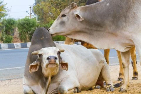 Three Bulls Stock Photos