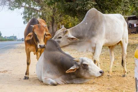Three Bulls Stock Photos