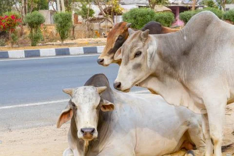 Three Bulls Stock Photos