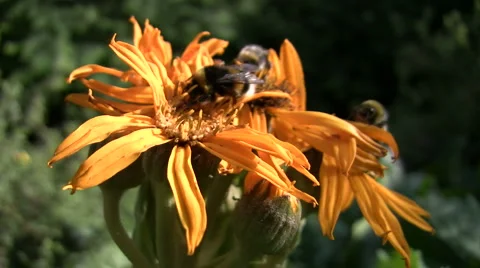 Three Bumblebees on Flowers Stock Footage 888975