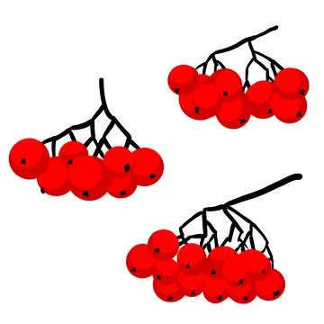 Three bunch of rowan Stock Illustration