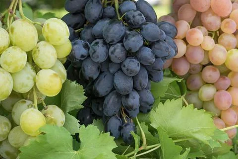 Three Bunches of different common grape vine species Stock Photos