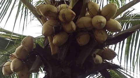 Three bunches of yellow coconut, or king coconut on three Stock-Footage 125550690
