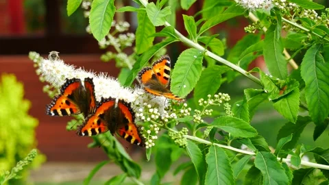 Three butterflies are eating nectar on a white flower. Video stock 156999869