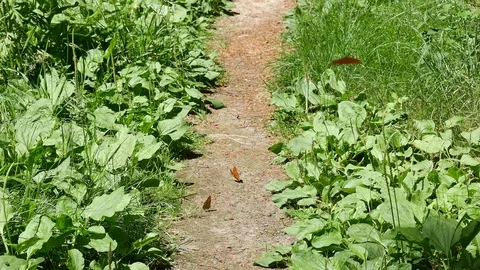 Three butterflies on the earth in the forest. 스톡 동영상 116662681