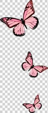 Three butterflies in flat design are floating on transparent backdrop with pink Illustrazione stock