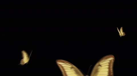 Three butterflies flying enter the center of the screen and the camera rotates Video stock 44862549