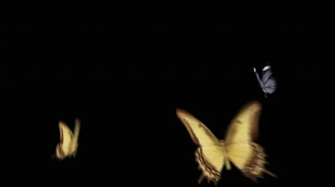 Three butterflies flying enter the center of the screen and then leave Stock-Footage 44863155