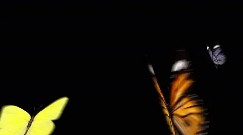 Three Butterflies flying together and flying away Stock Footage 44856495