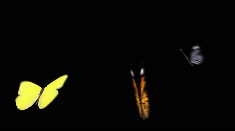 Three Butterflies flying together in back view and flying away version 02 Stock Footage 44857327