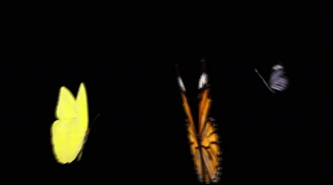 Three Butterflies flying together in back view and flying away-2 Video stock 45618630