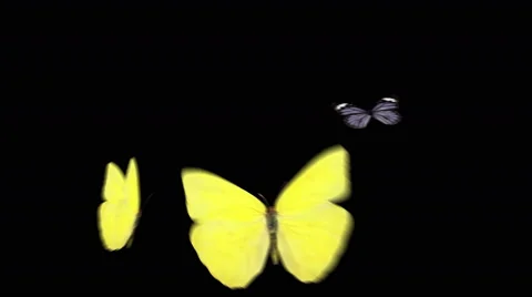 Three Butterflies flying together Video stock 44678961