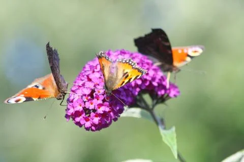 Three butterflies Stock Photos