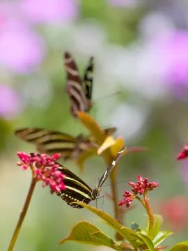 Three butterflies in a row Stock Photos