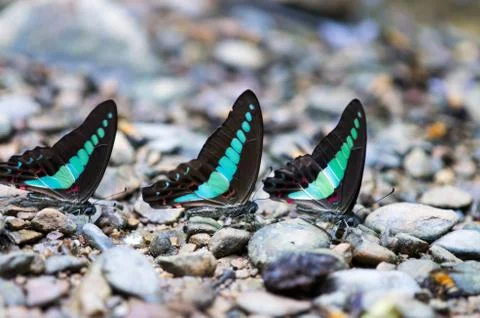 Three butterfly of the same kind on the ground in the forest Stock Photos