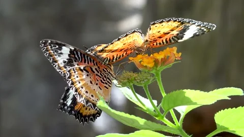 Three Butterfly's on one flower Stock Footage 131137288