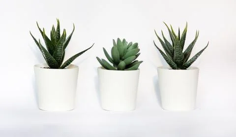 Three cacti highlighted on a white background. A place to copy Foto stock