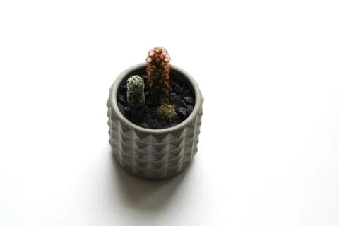 Three cacti in ribbed pot Stock Photos