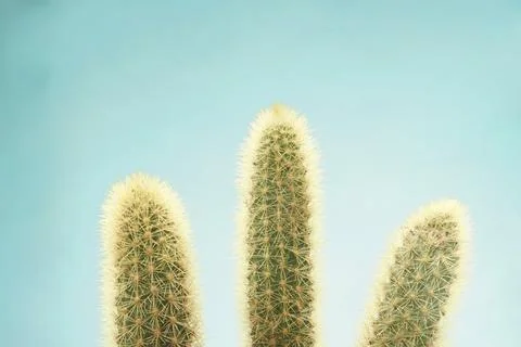 Three cactus with blue background Stock Photos