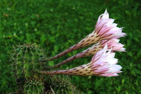 Three cactus flowers Stock Photos