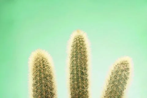 Three cactus with green background Stock Photos