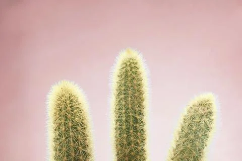 Three cactus with pink background Stock Photos
