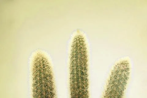 Three cactus with yellow background Stock Photos