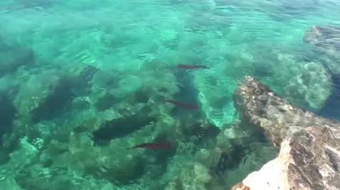 Three calamaries zoom in Stock Footage 24504441