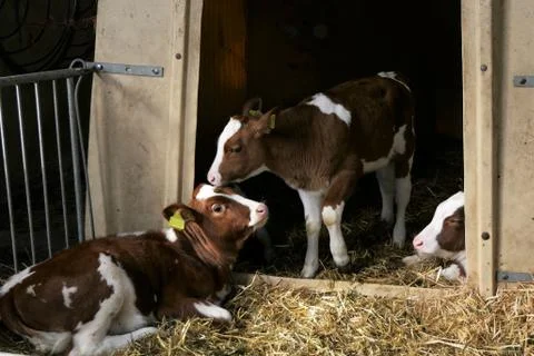 Three calfs stable Stock Photos
