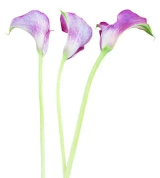 Three Calla lilly Stock Photos
