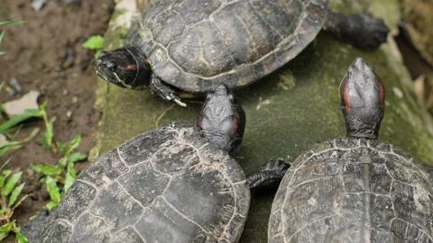 Three calm turtles huddled together Stock Footage 234959390