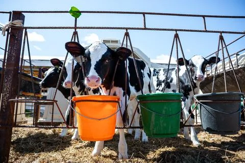 Three Calves Behind Feeding Structure with Colorful Buckets Foto stock