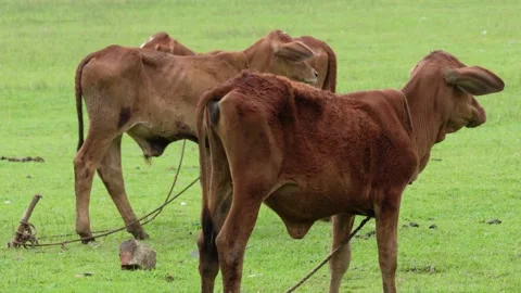 Three Calves Grazing on Grass Field Stock Footage 311728806
