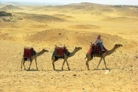 Three camel caravan going through the sand desert near pyramid in the Egypt - Ca Stock Photos