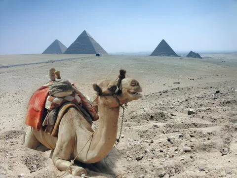 Three camel caravan going through the sand desert near pyramid in the Egypt - Ca Stock Photos