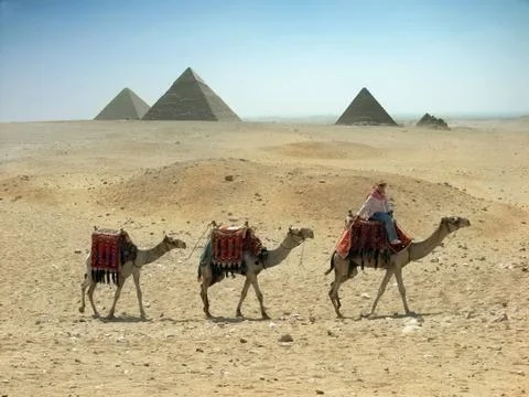 Three camel caravan going through the sand desert near pyramid in the Egypt - Ca Stock Photos